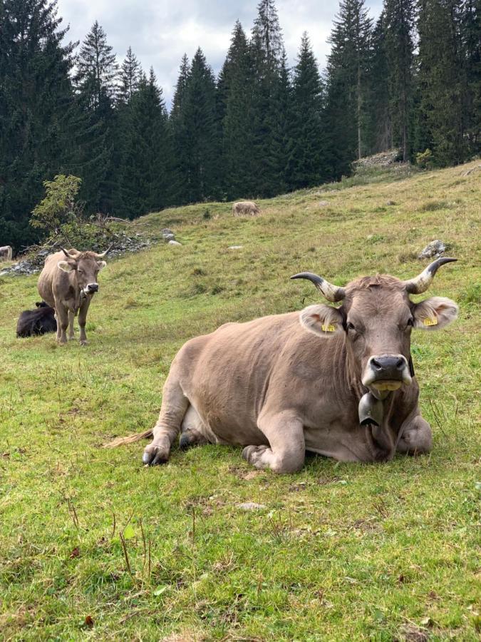 Fewo Gotschna Haus Bargis Klosters Exteriör bild